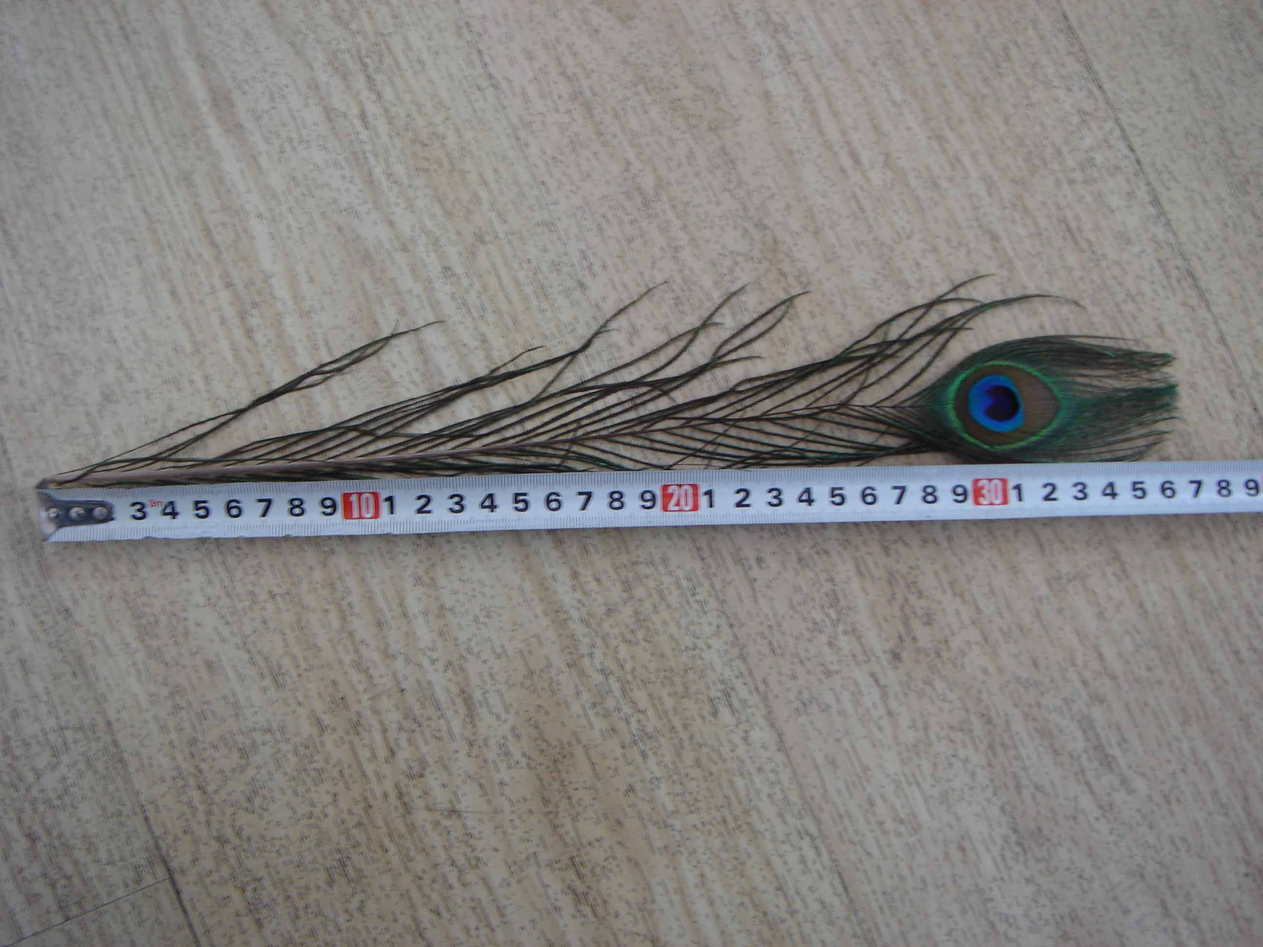 35cm natural  Peacock feather