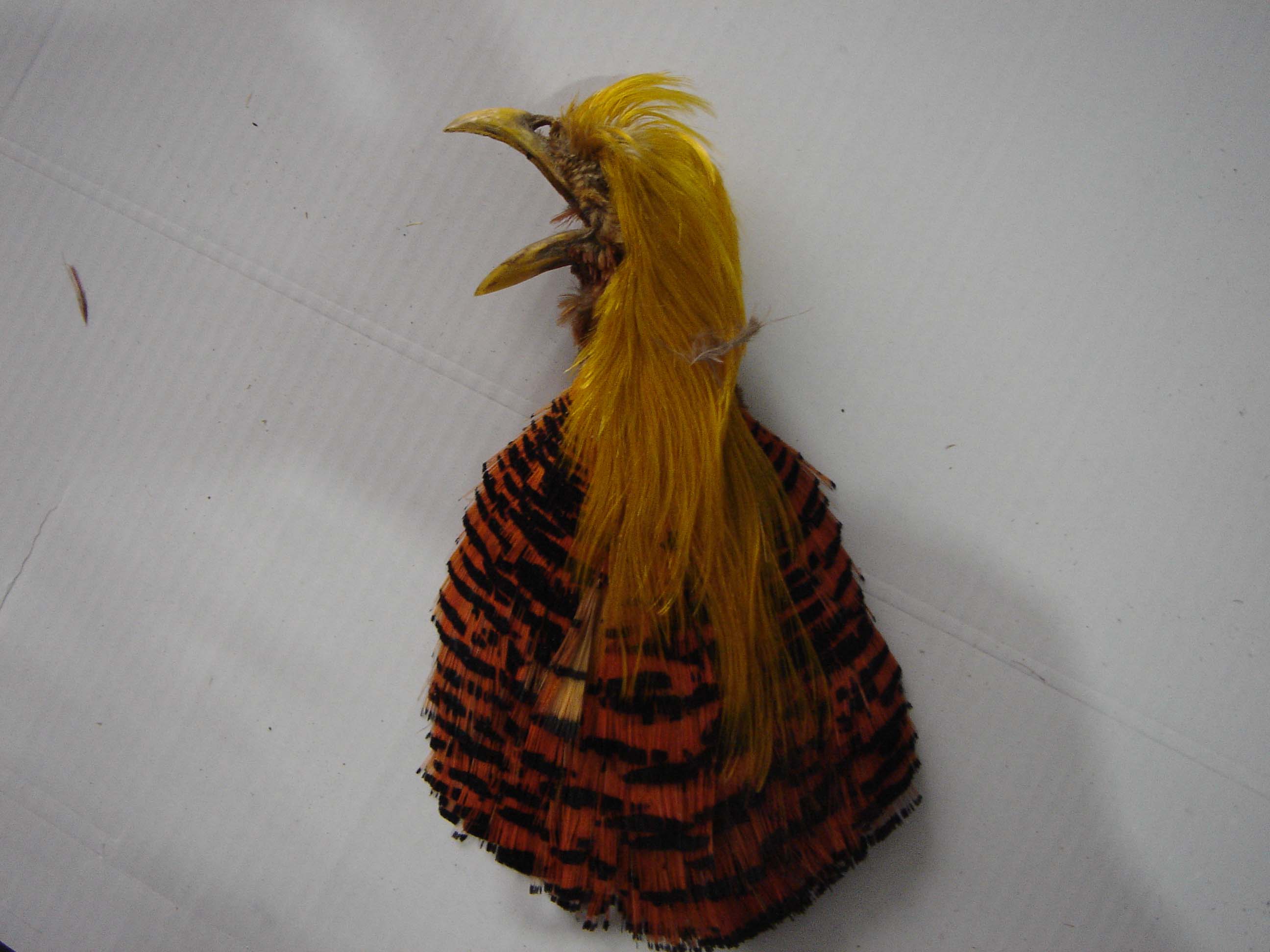 Decorative natural Golden Pheasant feather head