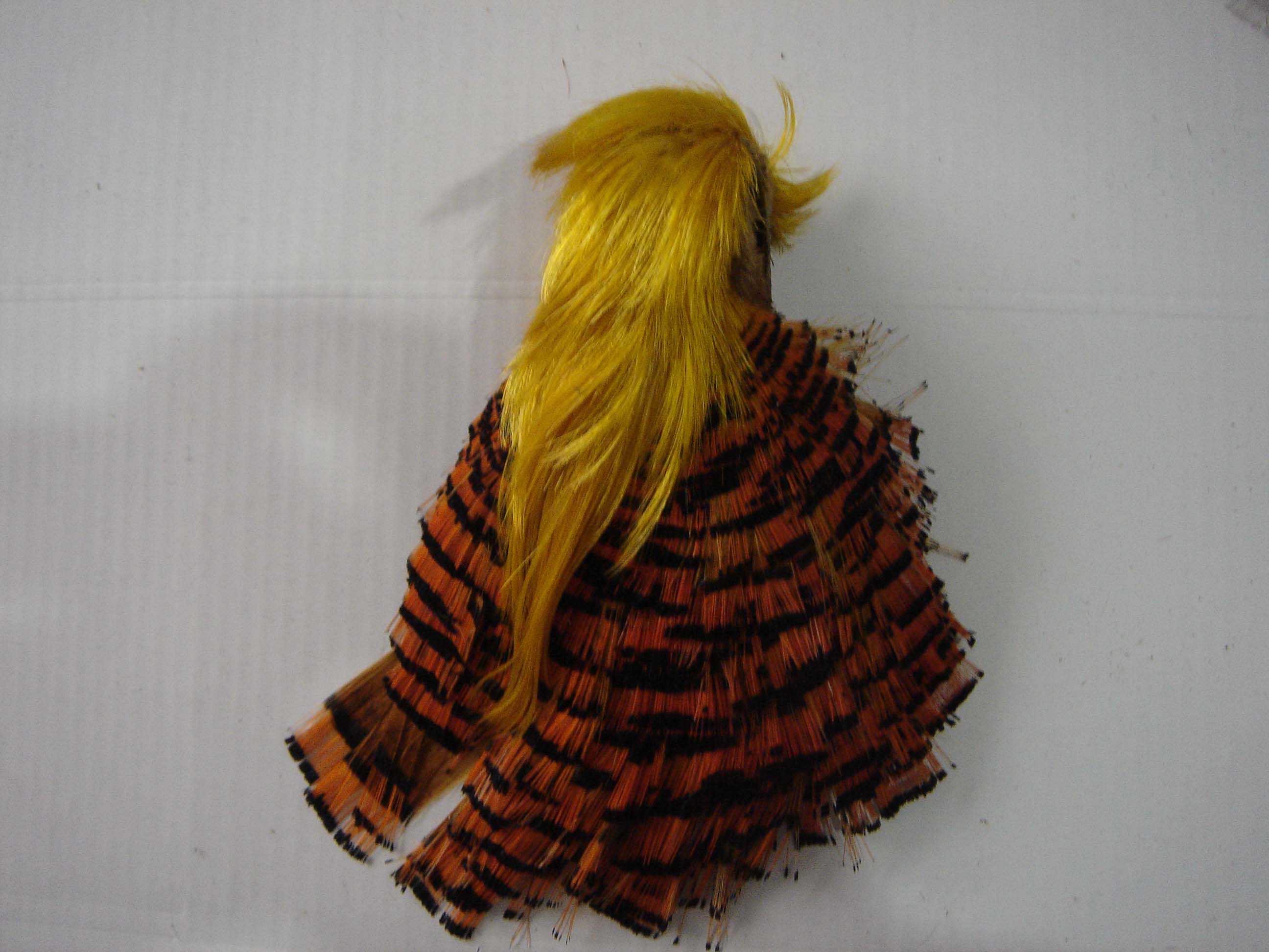 Golden pheasant head